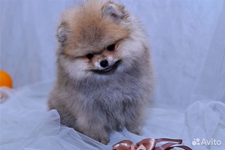 Померанские,медвежата,ркф