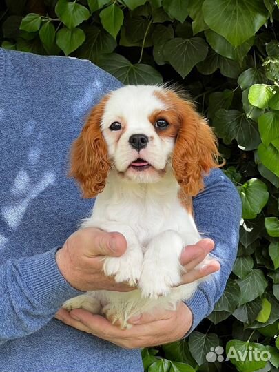 Кавалер Кинг Чарльз Спаниель щенок девочка