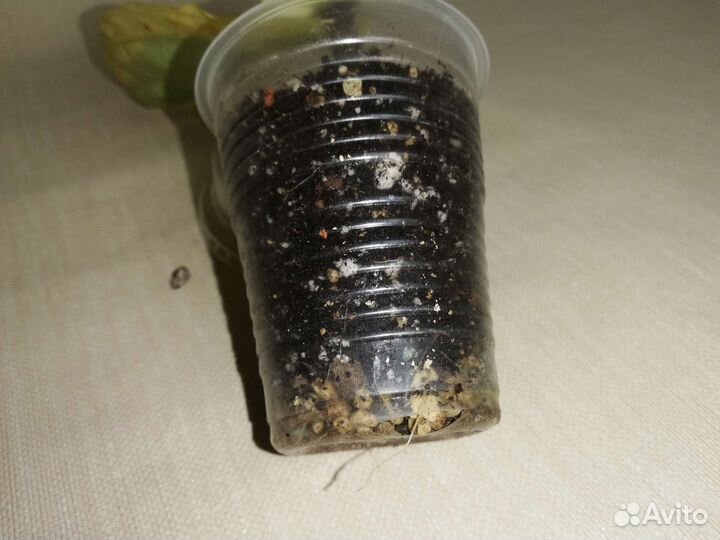 Фикус Лирата вариегатный Ficus Lyrata