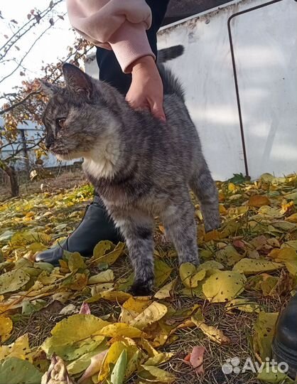Трёхцветные молодые кошки ищут свой дом