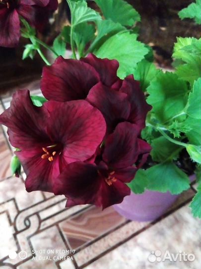 Пеларгония герань