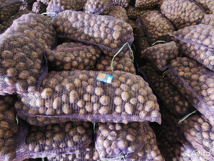 Семенной картофель гала