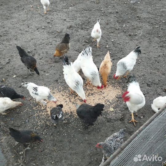 Куры