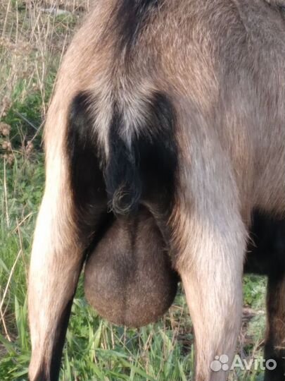 Продам коз альпийской породы