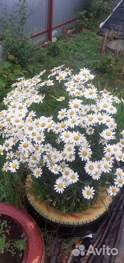 Цветы многолетники