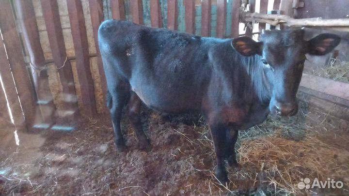 Бычки телки