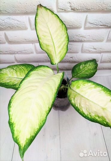 Диффенбахии сортовые