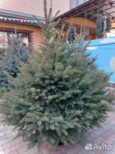 Ель 1.2м