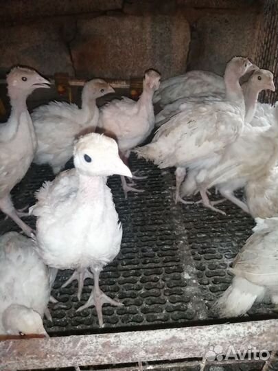 Индюки индюшата