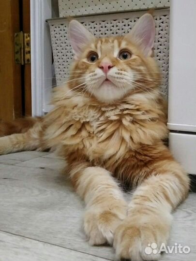 Котик Мейн-кун
