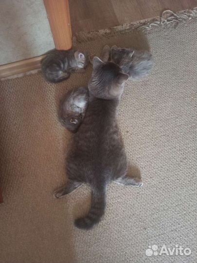 Котятки в добрые руки