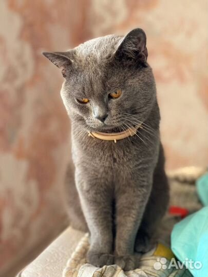 Животные в добрые руки