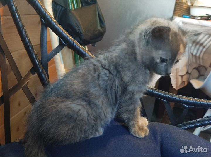 Кошка в дар