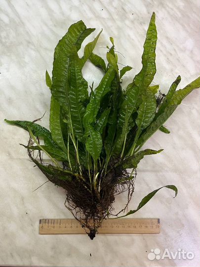 Растения для аквариума Папортник