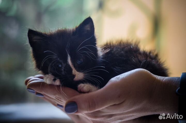 Котенок в добрые руки
