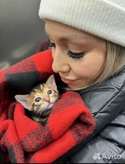 Бенгальские котята