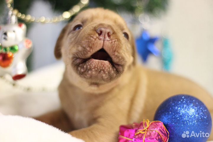 Рыжие комочки счастья