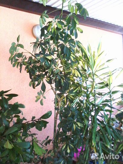 Комнатные растения вечнозеленые для зимнего сада