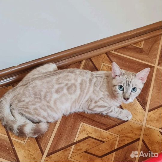 Бенгальская девочка серебро минк