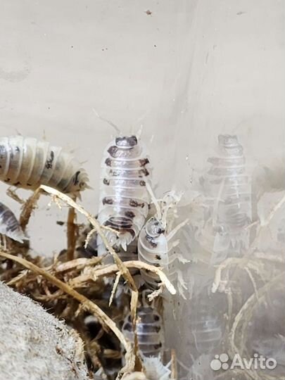 Мокрички Dairy Cow (коровки)