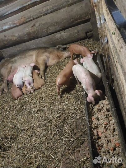 Поросята