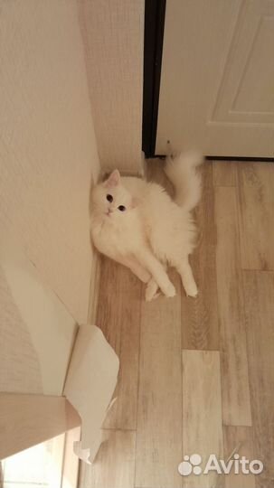 Кот в добрые руки