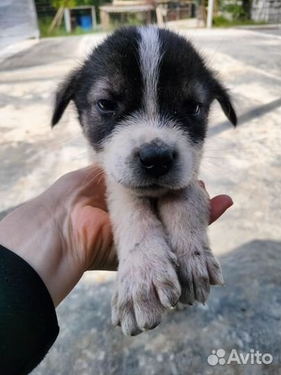 Среднеазиатская овчарка