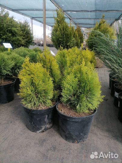 Туя Смарагд и другие сорта