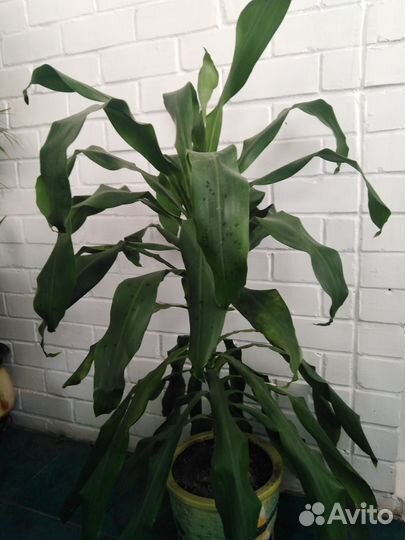 Цветы комнатные