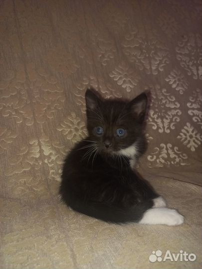 Отдам котят