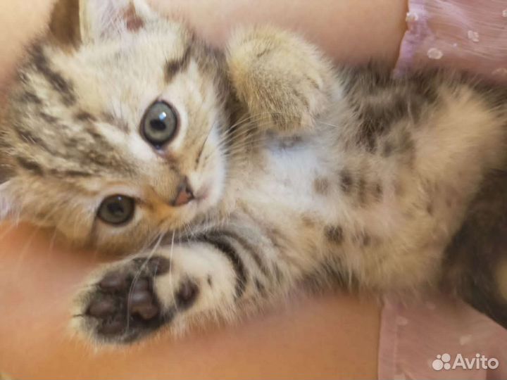 Шотландские вислоухие котята