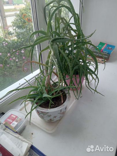 Продам алоэ