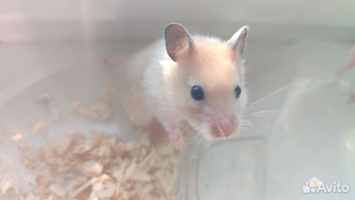 Сирийский хомяк малыш