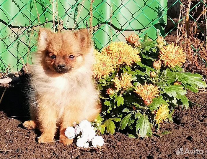 Мини, мини девочка