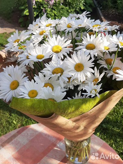 Ромашка Лилия Садовая срез