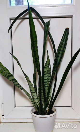 Декабрист. Сансевиерии трехполосная, дунери