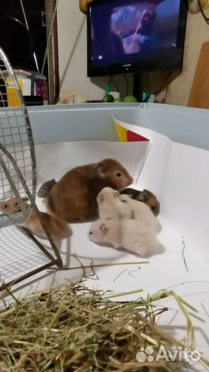 Сирийский хомяк