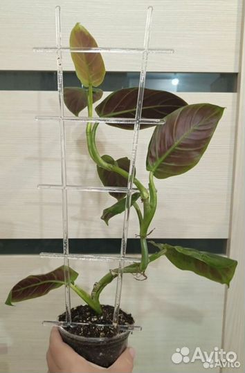 Филодендрон Субхастатум, Биркин