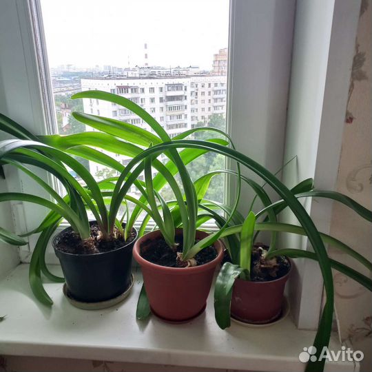 Гиппеаструм. Метро Перово