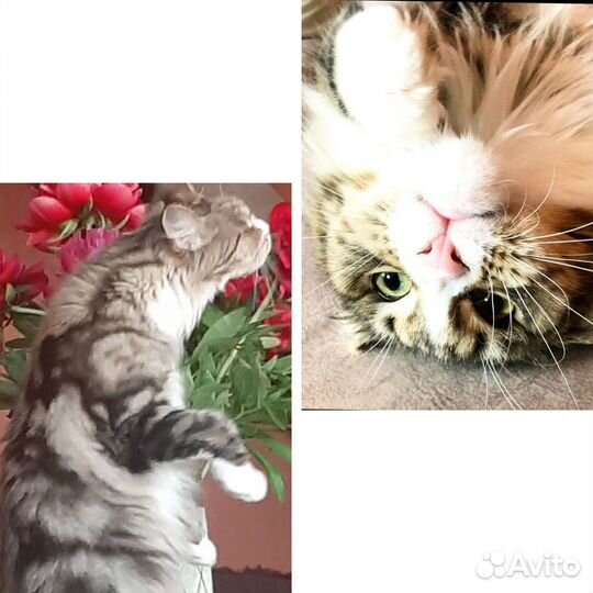 Кошка мейкун в резерве