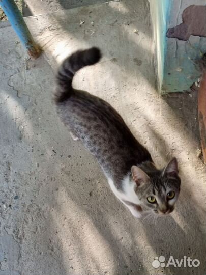 Кошечка в добрые руки