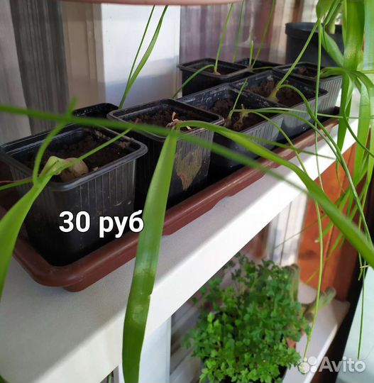 Индийский Лук Лечебный для суставов