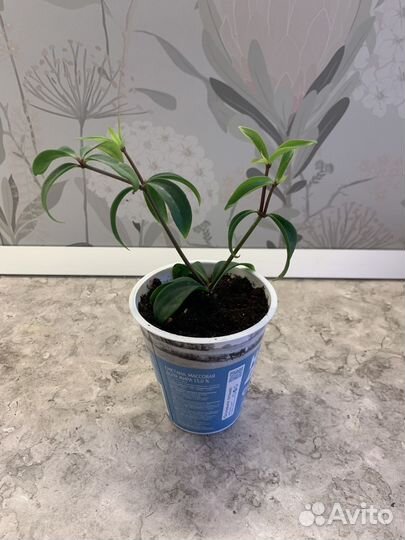 Пеперомия перескиелистная