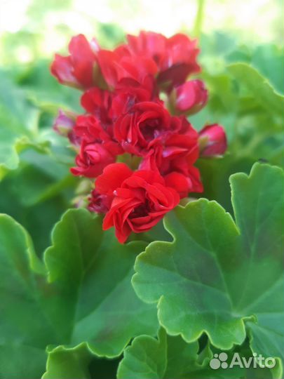 Пеларгония герань, красная