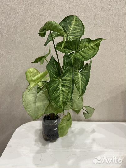 Сингониумы разные