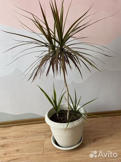 Пальма драцена