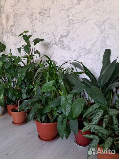 Комнатные растения цветы