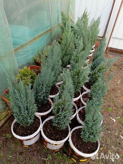 Хвойные растения