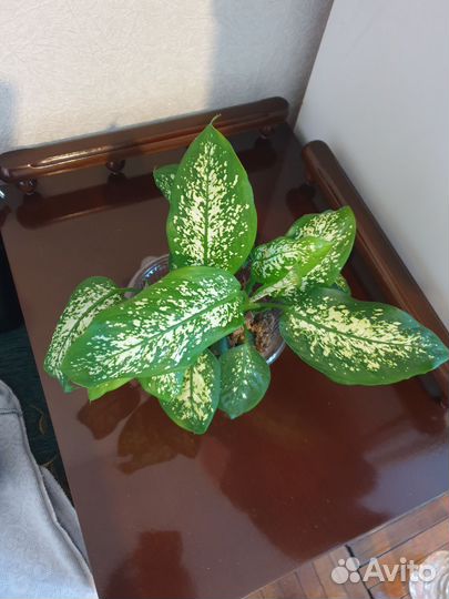 Домашние растения