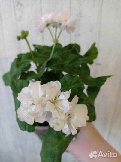 Пеларгония dovepoint